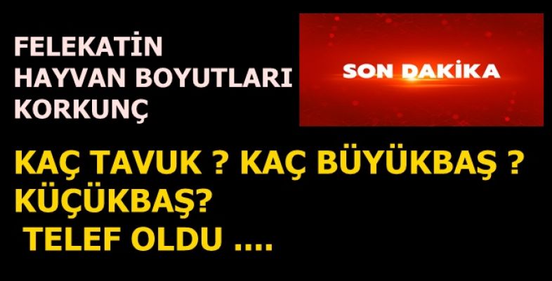 160 BİN TAVUK, 59 BÜYÜKBAŞ VE 160 KÜÇÜK BAŞ HAYVAN TELEF OLDU