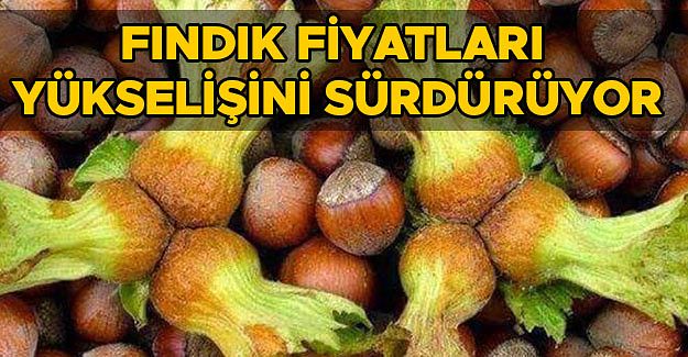YİĞİT: “BU SENE FINDIK TARİH YAZAR”