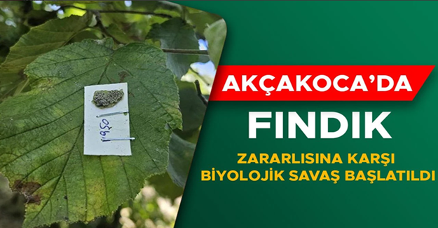 FINDIK BAHÇELERİNE SAMURAY ARISI SALINDI