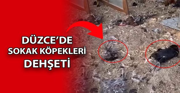 BAHÇEYE GİREN KÖPEKLER 20 TAVUĞU TELEF ETTİ