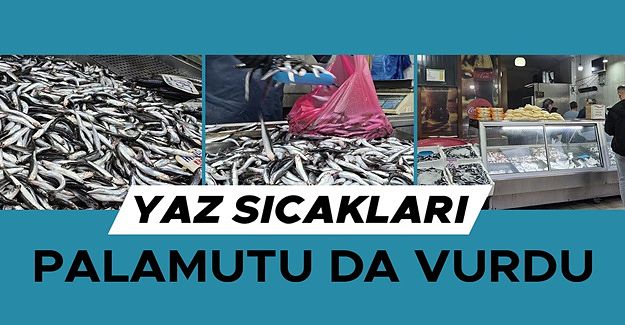 TEZGAHLARIN PRENSİ HAMSİ OLDU