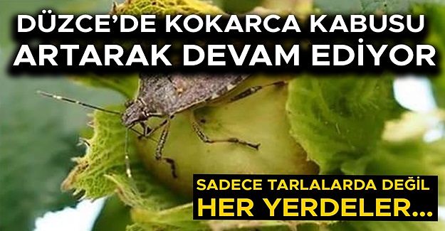 FINDIK ÜRETİCİLERİ DİKKATLİ OLMAYA ÇAĞRILDI