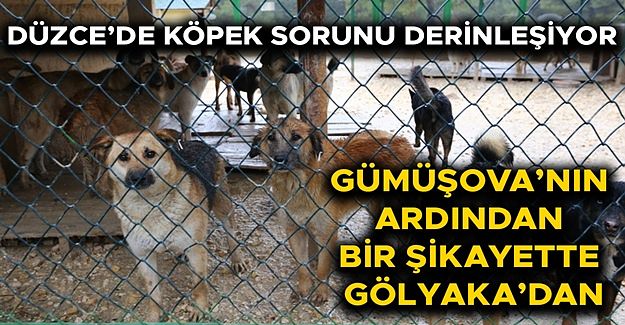 “4 BİN TL VERMEZSEM KÖPEĞİM ELLERİNDE REHİN”