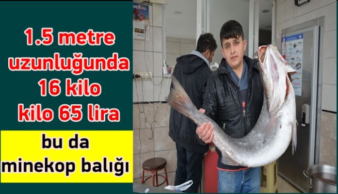 Akçakoca'da 16 kilo ağırlığında “Minekop“ balığı yakalandı (video haber)