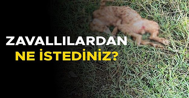 İNSANLIKTAN NASİBİNİ ALMAYANLARIN SON VUKUATI YÜREKLERİ SIZLATTI