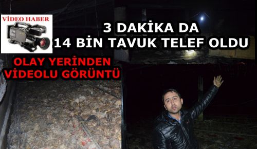 DADALI DA 14 BİN TAVUK TELEF OLDU