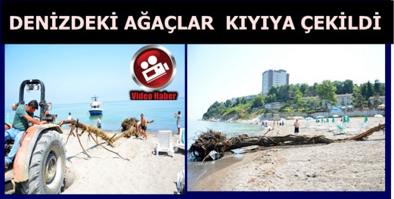 DENİZDEKİ AĞAÇLAR TEKNEYLE ÇIKARTILIYOR 