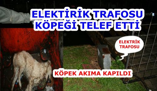 Elektrik akımına kapılan köpek telef oldu