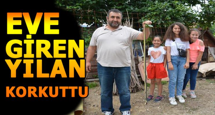 Eve giren yılan öldürüldü