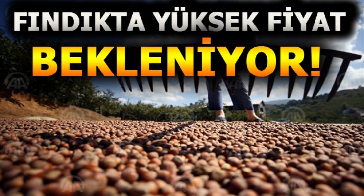 İşte güncel fındık fiyatları  