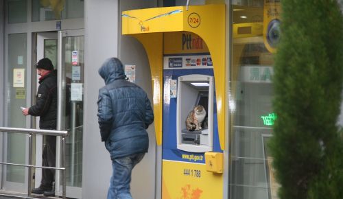Kedi PTT den maaşını çekmeye geldi