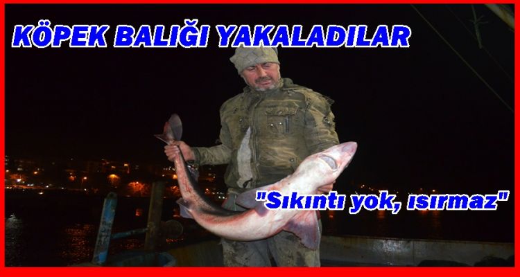 KÖPEK BALIĞI'NI AKÇAKOCALILAR YAKALADI