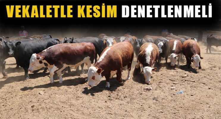 KURBANLIK FİYATLARI AÇIKLANDI  