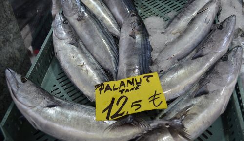Palamudun fiyatı yükseldi