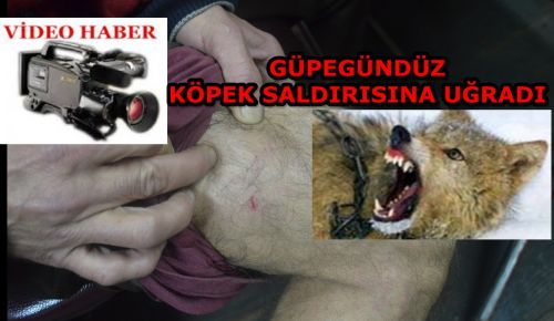 ŞEHİR İÇİNDE SALDIRGAN KÖPEKLER VAR