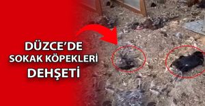 BAHÇEYE GİREN KÖPEKLER 20 TAVUĞU TELEF ETTİ