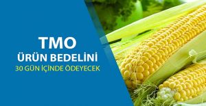 MISIR ALIM FİYATINI AÇIKLADI: TON...