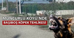 DÜZCE’DE KÖYLÜLER İSYAN ETTİ: SAHİPSİZ KÖPEKLER HERKESE SALDIRIYOR