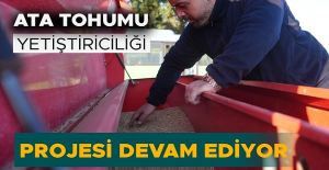 DÜZCEDE SİYEZ BUĞDAYI TOPRAKLA...