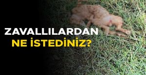 İNSANLIKTAN NASİBİNİ ALMAYANLARIN...