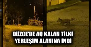 TİLKİNİN PANİK ANLARI VATANDAŞIN...